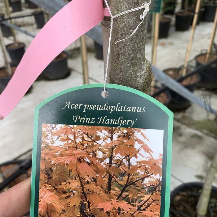 Esdoorn op stam - Acer pseudoplatanus 'Prinz Handjery'