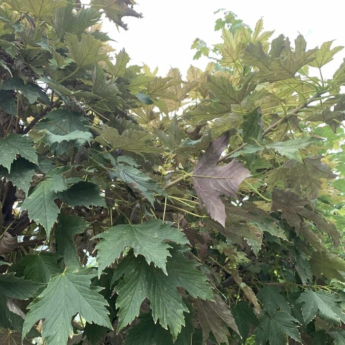 Esdoorn op stam - Acer pseudoplatanus 'Prinz Handjery'