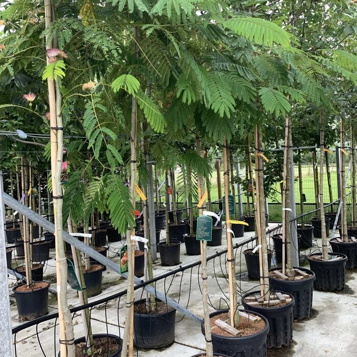 Perzische slaapboom - Albizia julibrissin