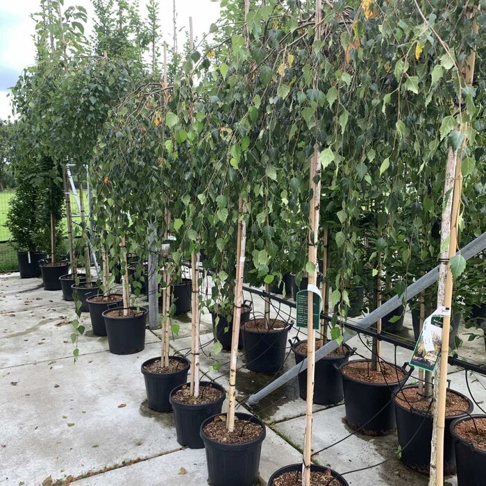Treurberk - Betula pendula 'Youngii'