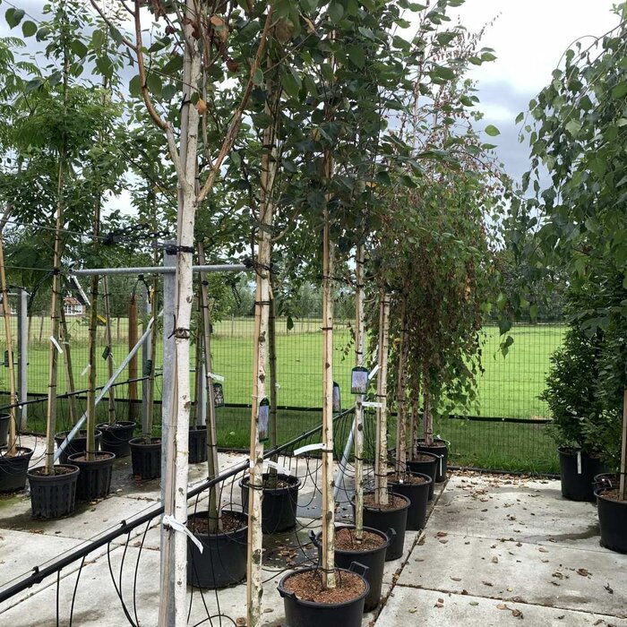 Ruwe berk - Betula pendula