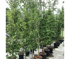 Haagbeuk (Boom) - Carpinus betulus 'Rockhampton Red'