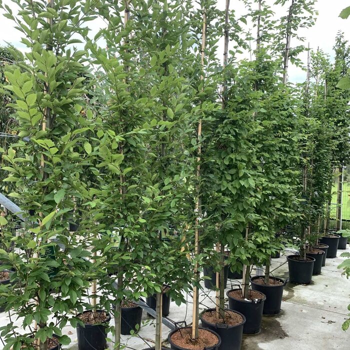 Beukenboom  - Carpinus betulus