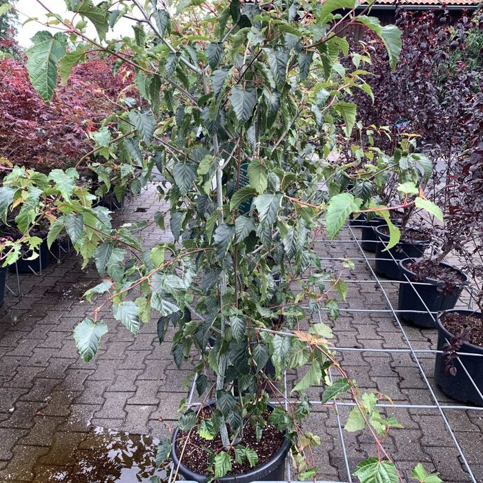 Acer davidii meerstammig