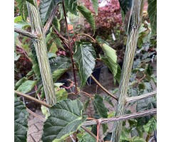 Acer davidii meerstammig