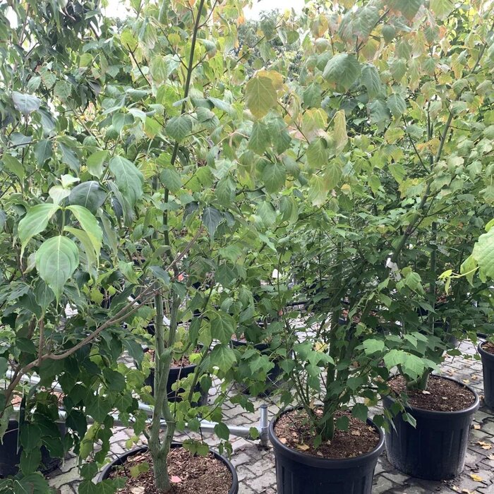 Acer davidii meerstammig