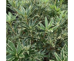 Rhododendron ponticum 'Variegatum'