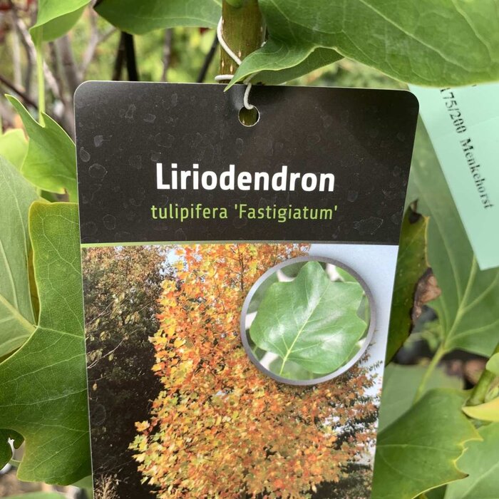 Zuilvormige Tulpenboom - Liriodendron tulipifera 'Fastigiatum'