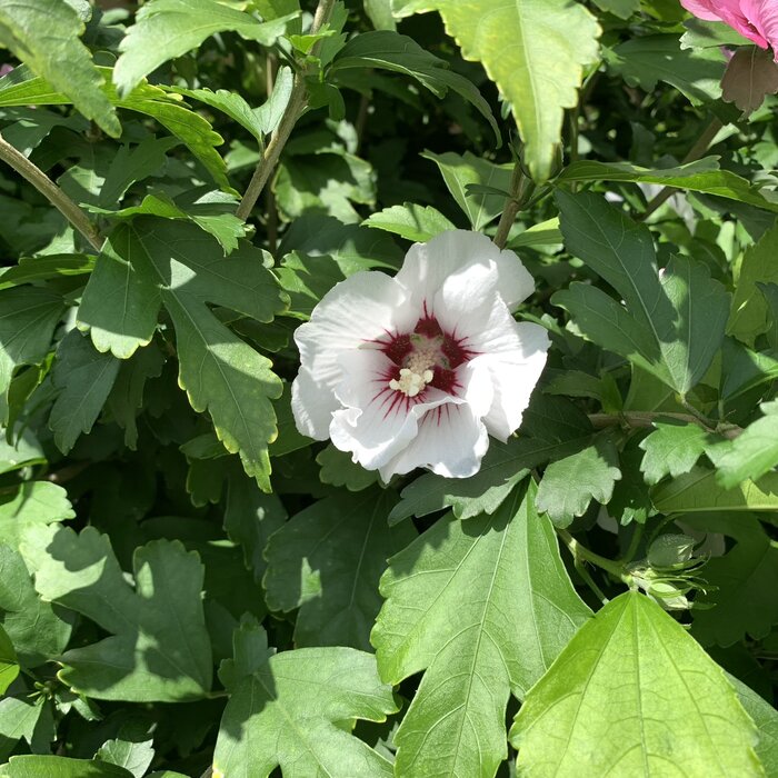 Altheastruik op stam - Hibiscus syriacus 'Hamabo'