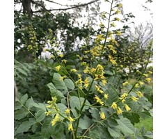 Gele Zeepboom  - Koelreuteria paniculata