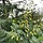 Gele Zeepboom  - Koelreuteria paniculata