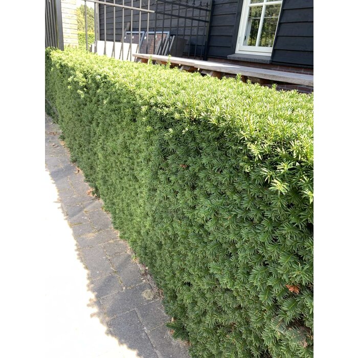 Taxushaag - Taxus media 'Hillii'