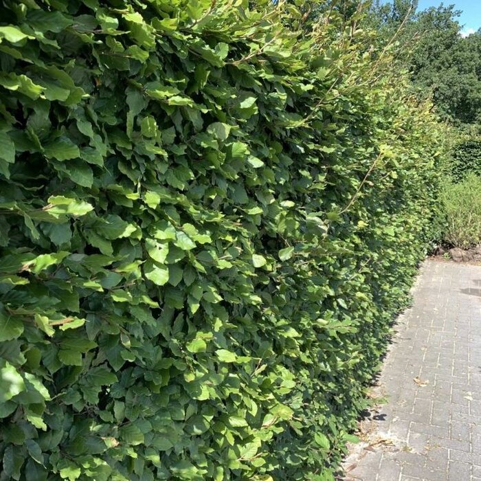 Fagus sylvatica - Groene beukenhaag (Kale wortel) PRE-ORDER