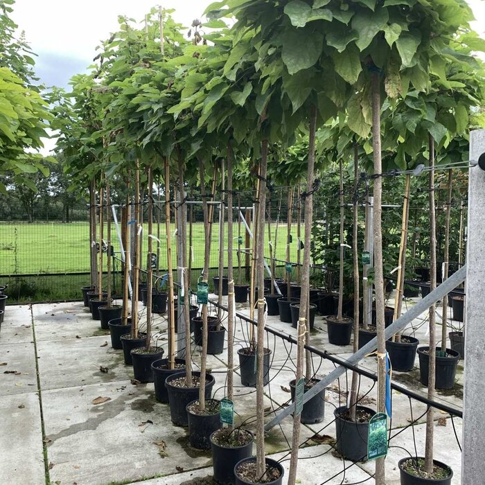 Trompetboom op stam - Catalpa bignonioides 'Nana'
