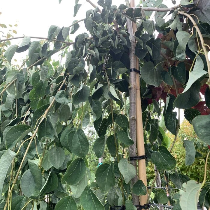 Katsuraboom - Cercidiphyllum japonicum 'Pendulum'