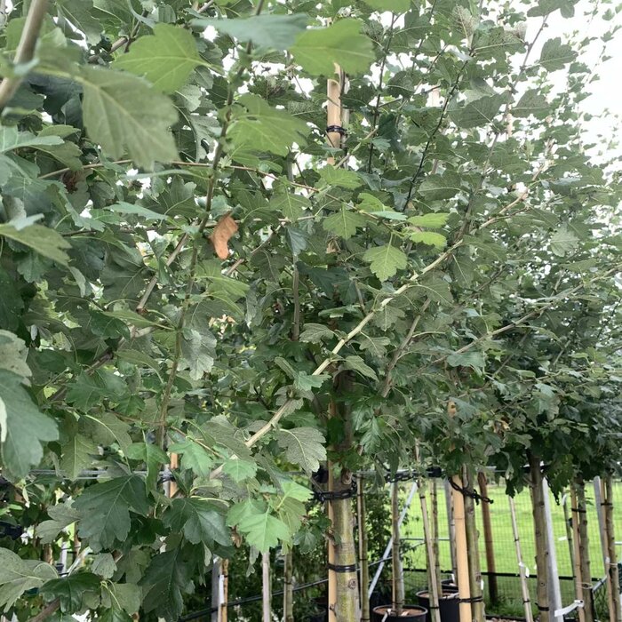 Rode Meidoorn - Crataegus media 'Paul's Scarlet'
