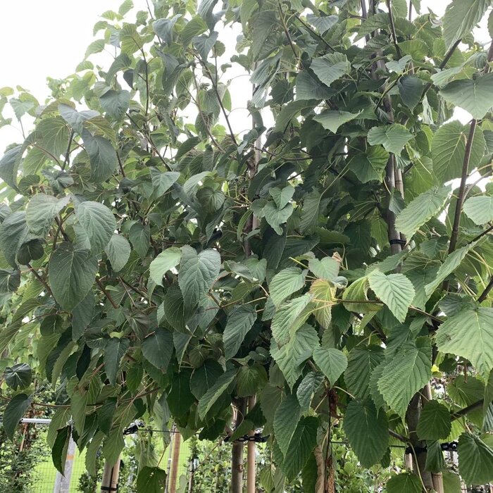 Meerstammige Vaantjesboom - Davidia involucrata vilmoriniana meerstammig