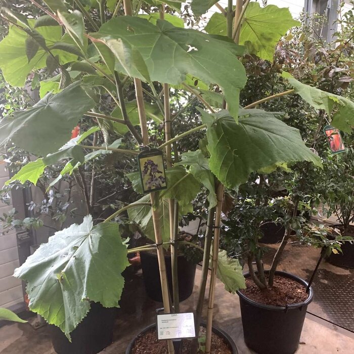 Anna Paulownaboom - Paulownia fortunei Fast Blue meerstammig