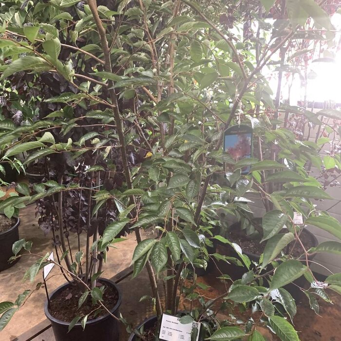 Sierkers - Prunus 'Accolade' meerstammig
