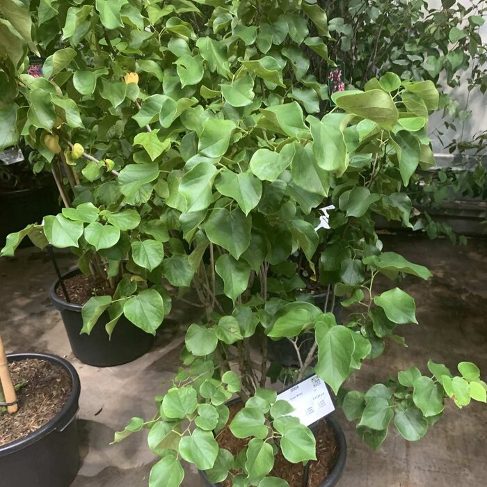 Meerstammige Judasboom - Cercis siliquastrum meerstammig