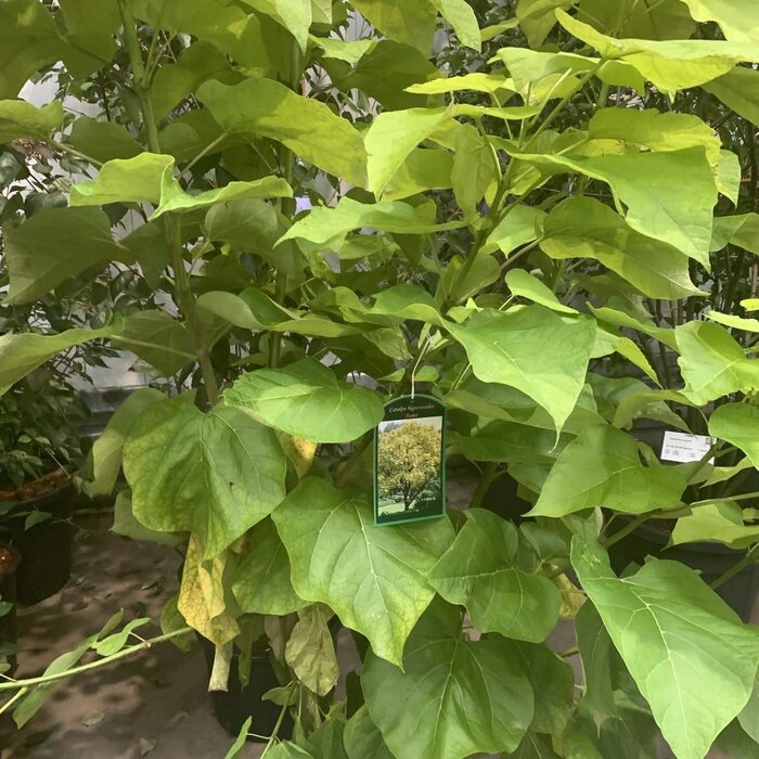Meerstammige Catalpa - Catalpa bignonioides 'Aurea' meerstammig