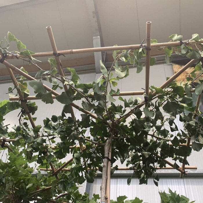 Dak Ginkgo - Ginkgo biloba 'Horizontalis' dakboom