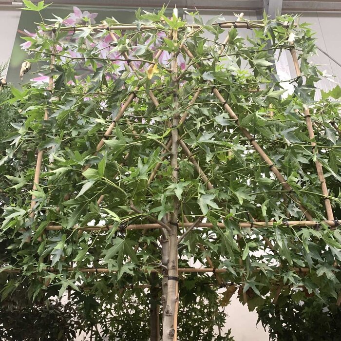 Lei amberboom  - Liquidambar styraciflua 'Worplesdon' leiboom