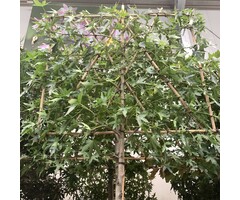 Lei amberboom  - Liquidambar styraciflua leiboom