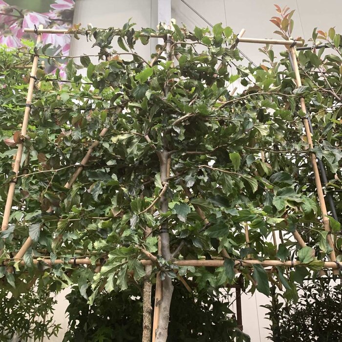 Leivorm Parrotia - Parrotia persica 'Bella' leiboom