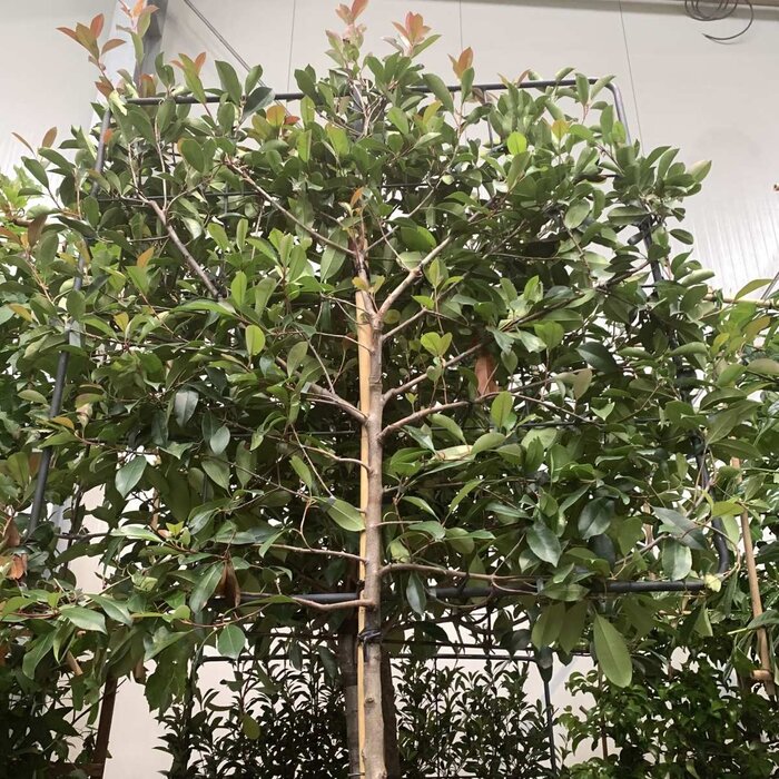 Lei glansmispel - Photinia fraseri 'Red Robin' leiboom