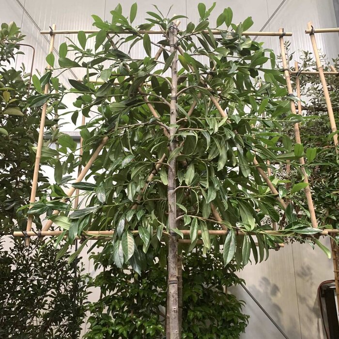 Leilaurier - Prunus laurocerasus 'Novita' leiboom