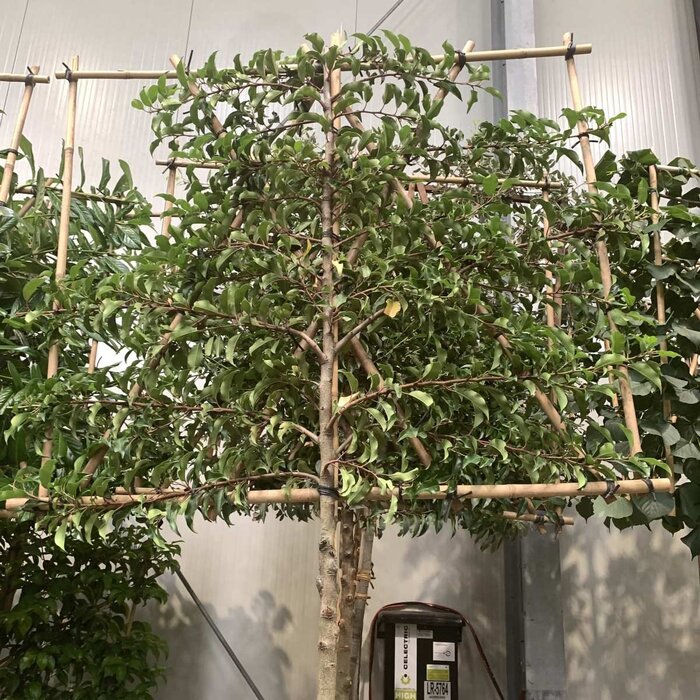 Portugese Leilaurier - Prunus lusitanica 'Angustifolia' leiboom