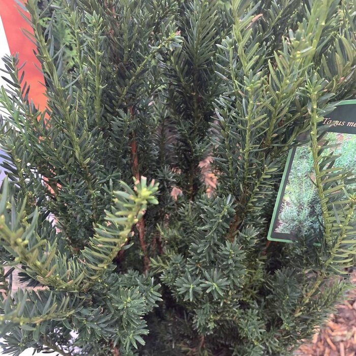 Taxushaag - Taxus media 'Hillii'