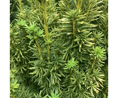 Venijnboom - Taxus baccata 'David'