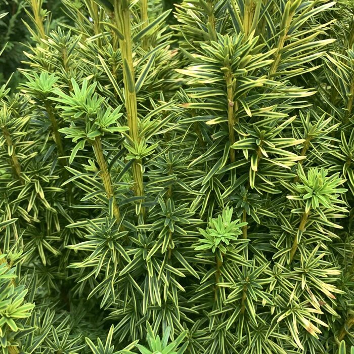 Venijnboom - Taxus baccata 'David'