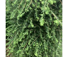 Tsuga canadensis - Canadese Hemlockspar (Kale wortel)