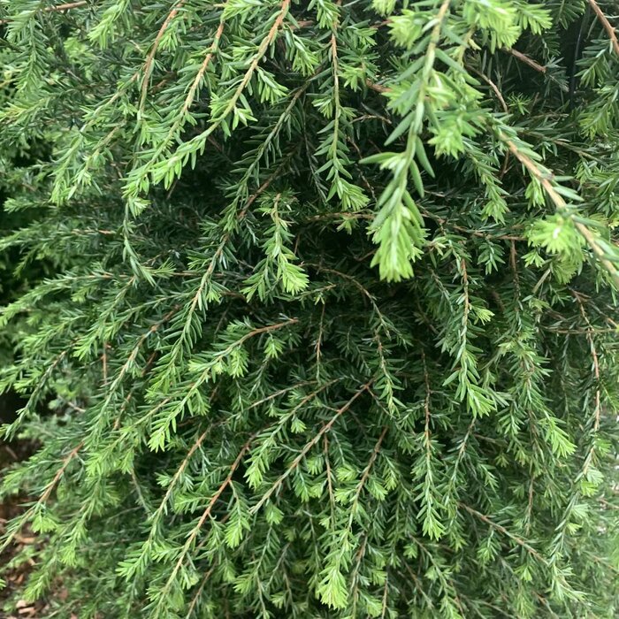 Canadese Hemlockspar - Tsuga canadensis