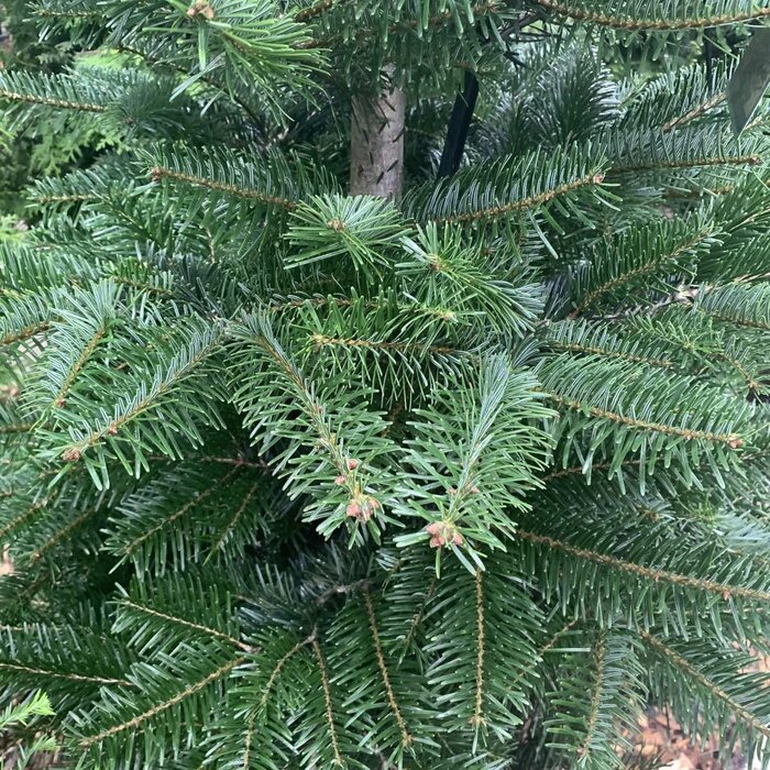 Abies nordmanniana - Nordmannspar (Kale wortel) PRE-ORDER