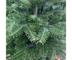 Nordmann spar - Abies nordmanniana