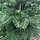 Nordmann spar - Abies nordmanniana