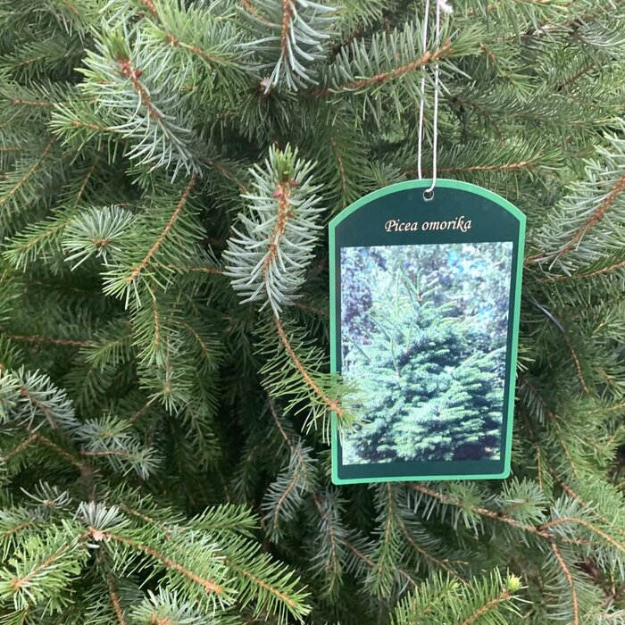 Servische Spar - Picea omorika 'Karel'