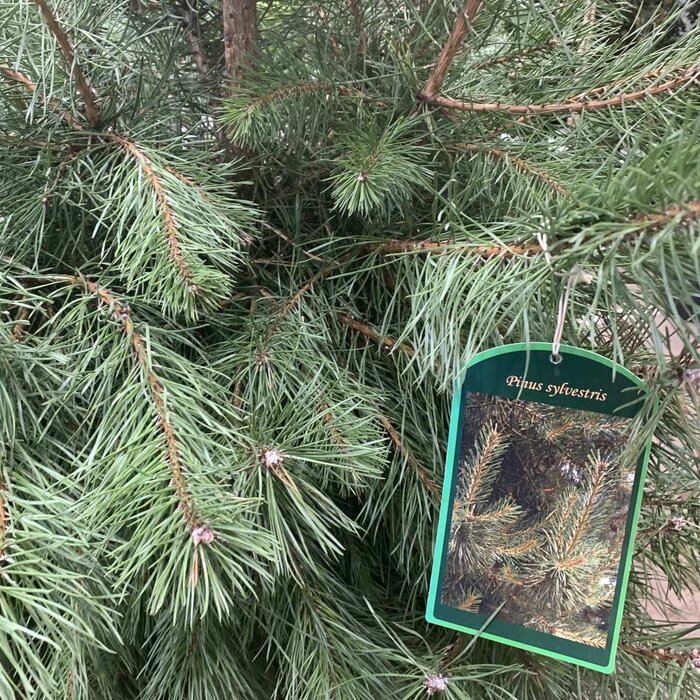 Grove Den - Pinus sylvestris