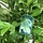 Laurier - Prunus laurocerasus 'Rotundifolia'