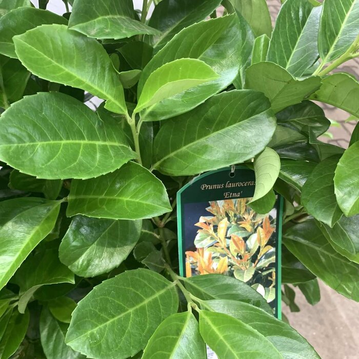 Laurier op stam - Prunus laurocerasus Etna