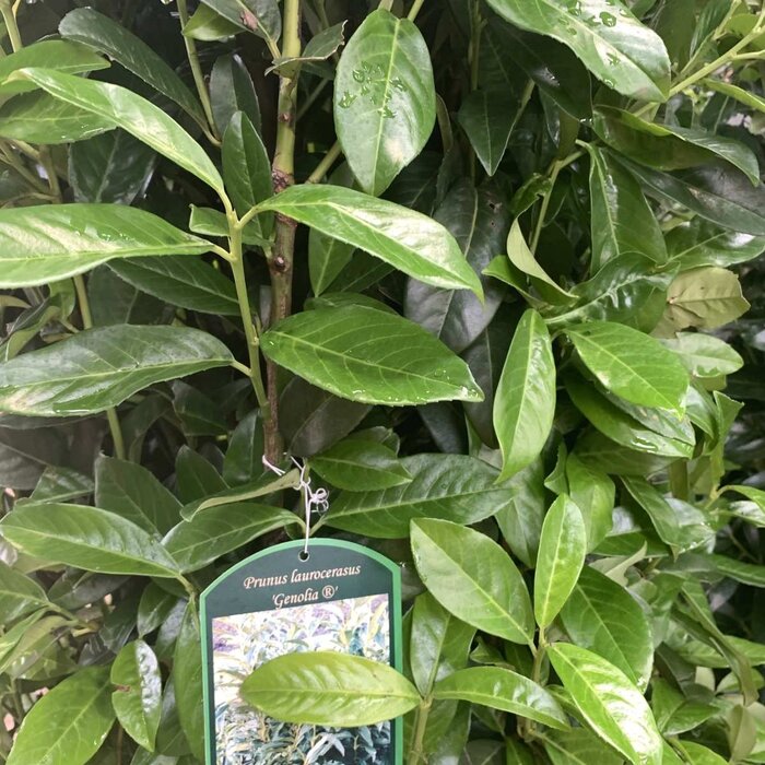 Laurier boom - Prunus laurocerasus 'Genolia'