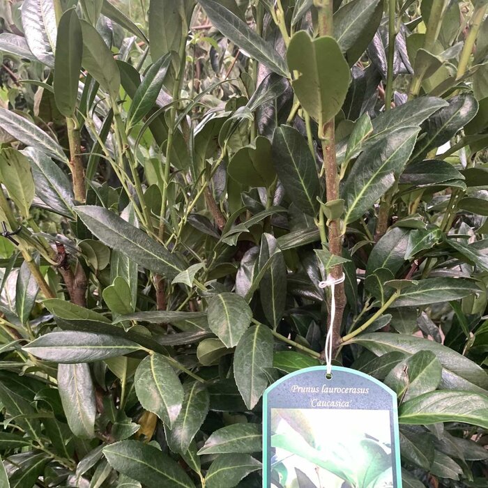 Laurierhaag - Prunus laurocerasus 'Caucasica'