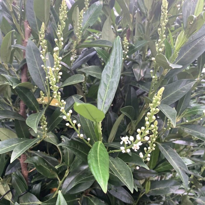 Laurierhaag - Prunus laurocerasus 'Herbergii'