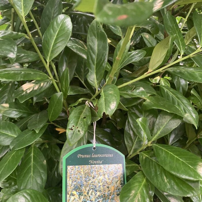 Laurierhaag - Prunus laurocerasus 'Novita'