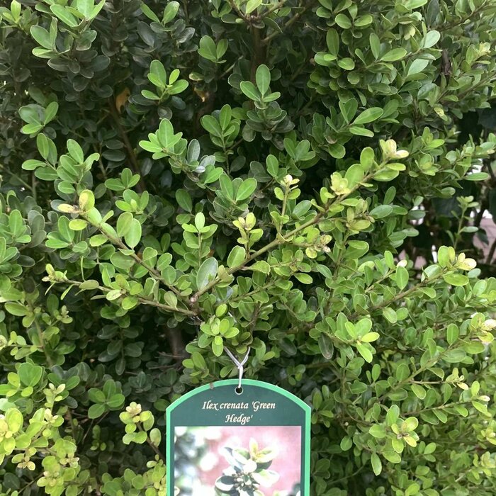 Hulst - Ilex crenata 'Green Hedge' (tray 24 stuks)