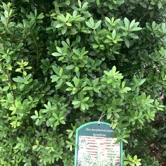 Hulsthaag - Ilex maximowicziana kanehirae
